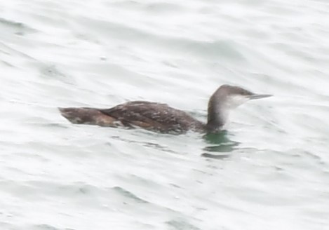 Red-throated Loon - ML620830508