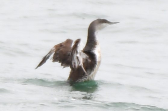 Red-throated Loon - ML620830509