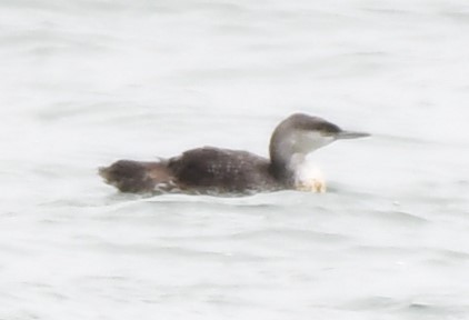 Red-throated Loon - ML620830511