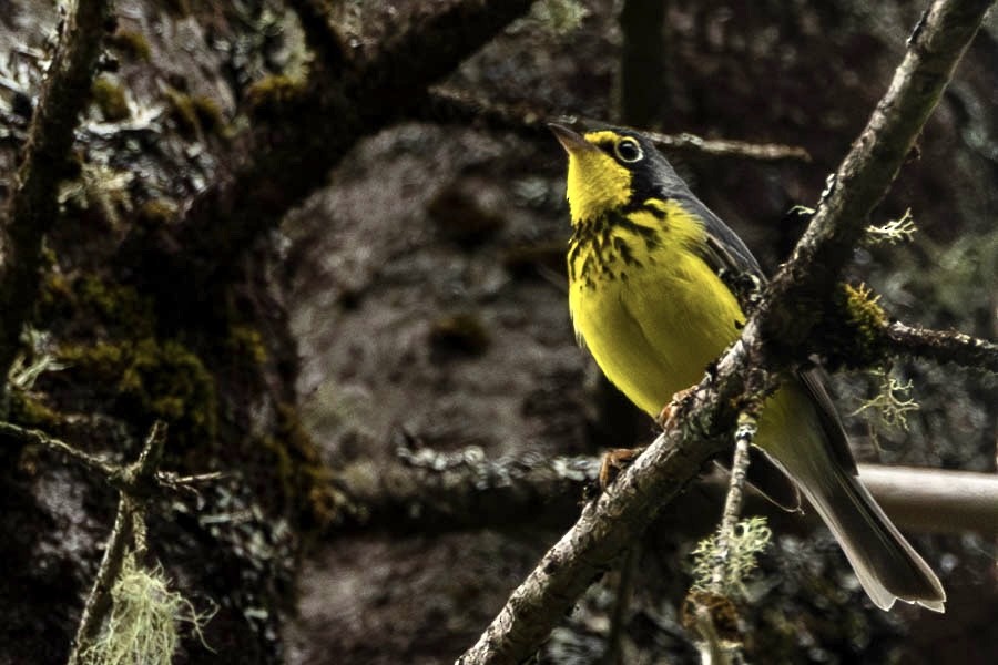 Canada Warbler - Roger and Kathryn Frieden