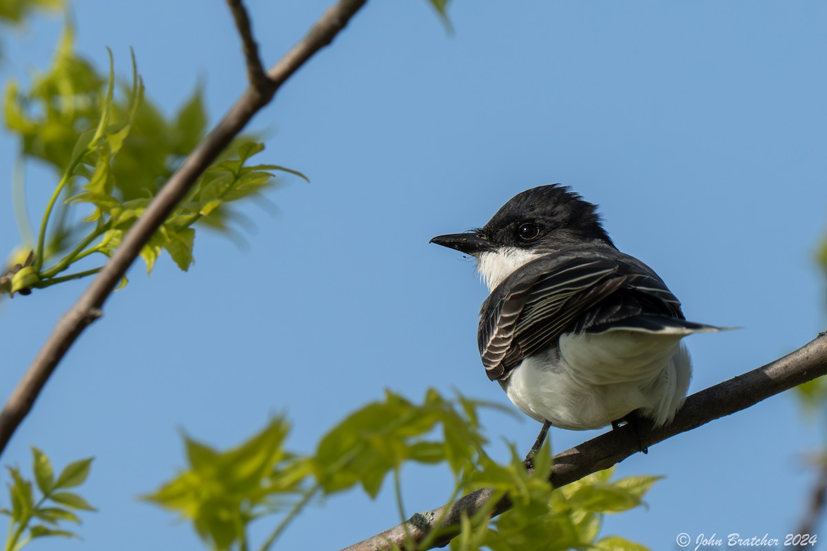 Eastern Kingbird - ML620830516