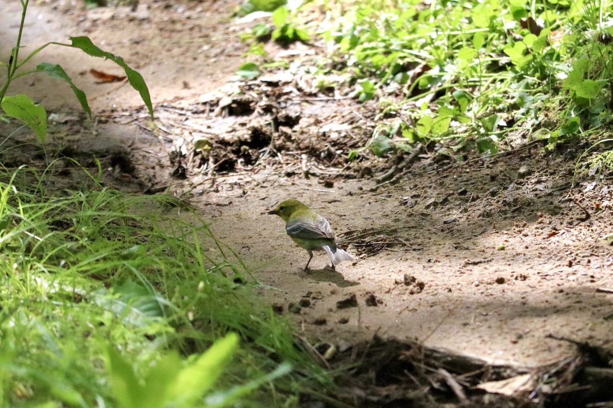 Pine Warbler - ML620830517