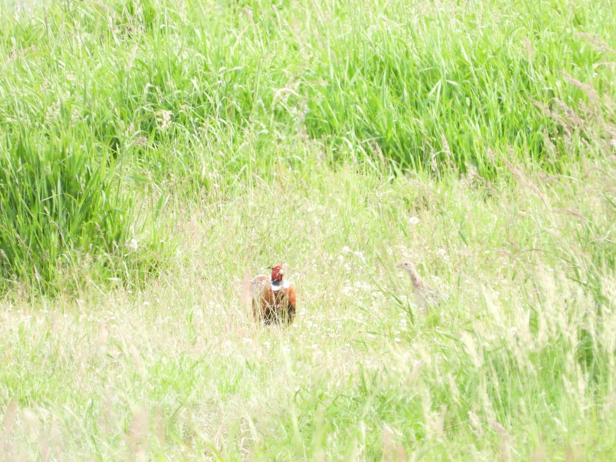 Ring-necked Pheasant - ML620830520