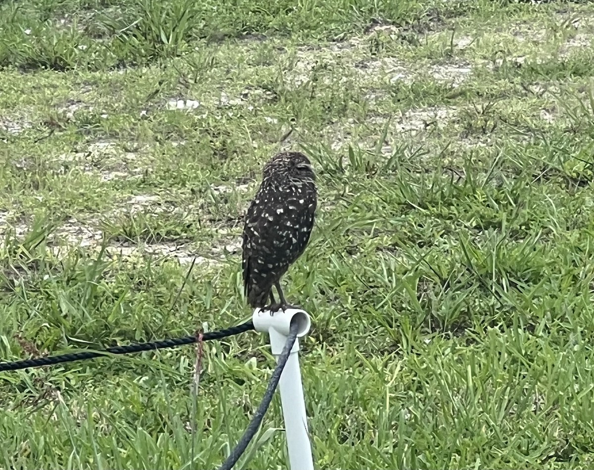 Burrowing Owl - ML620830523