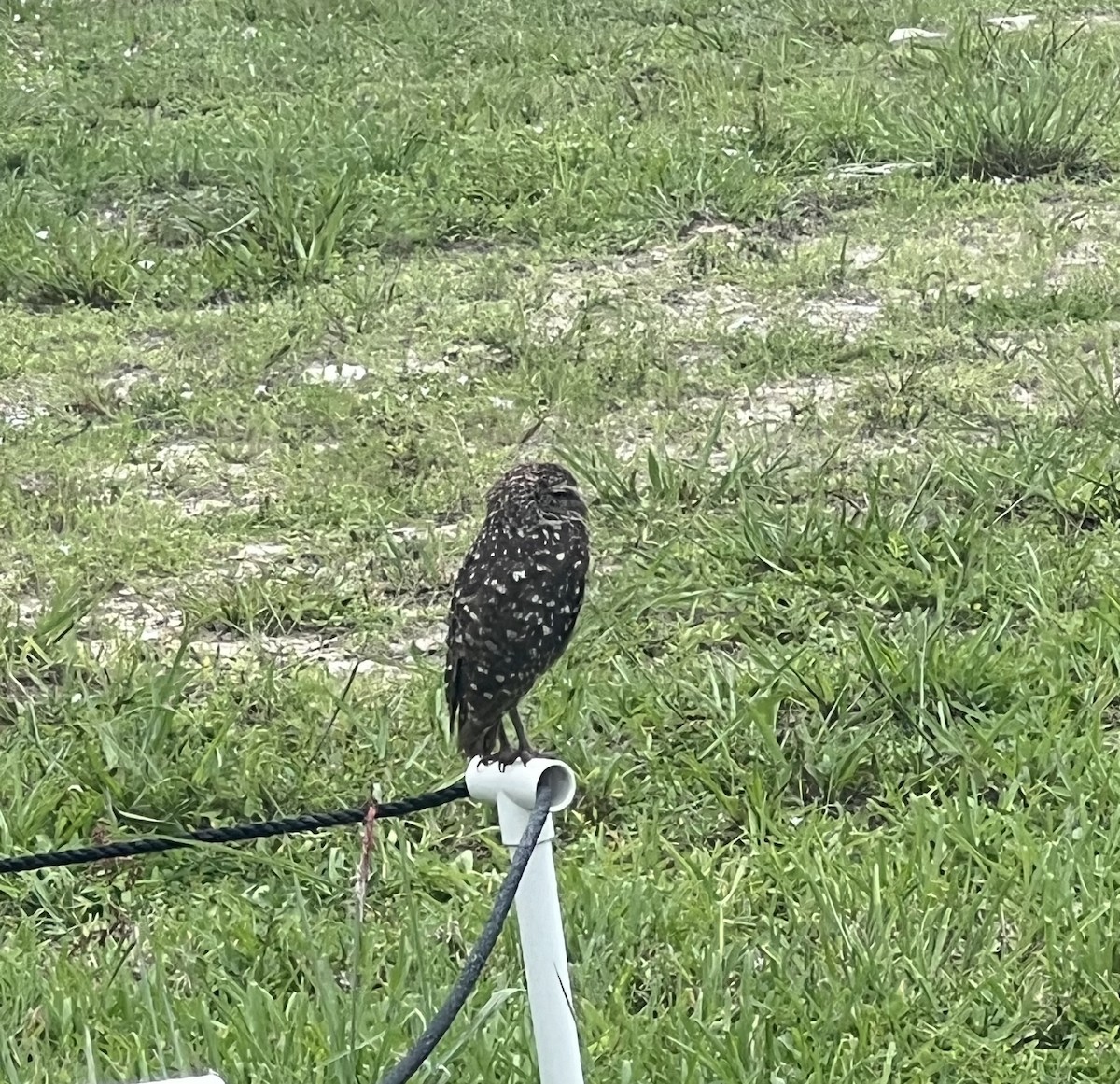 Burrowing Owl - ML620830524