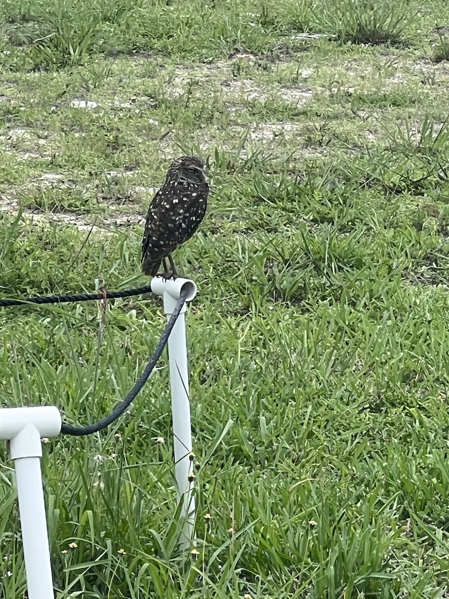 Burrowing Owl - ML620830525