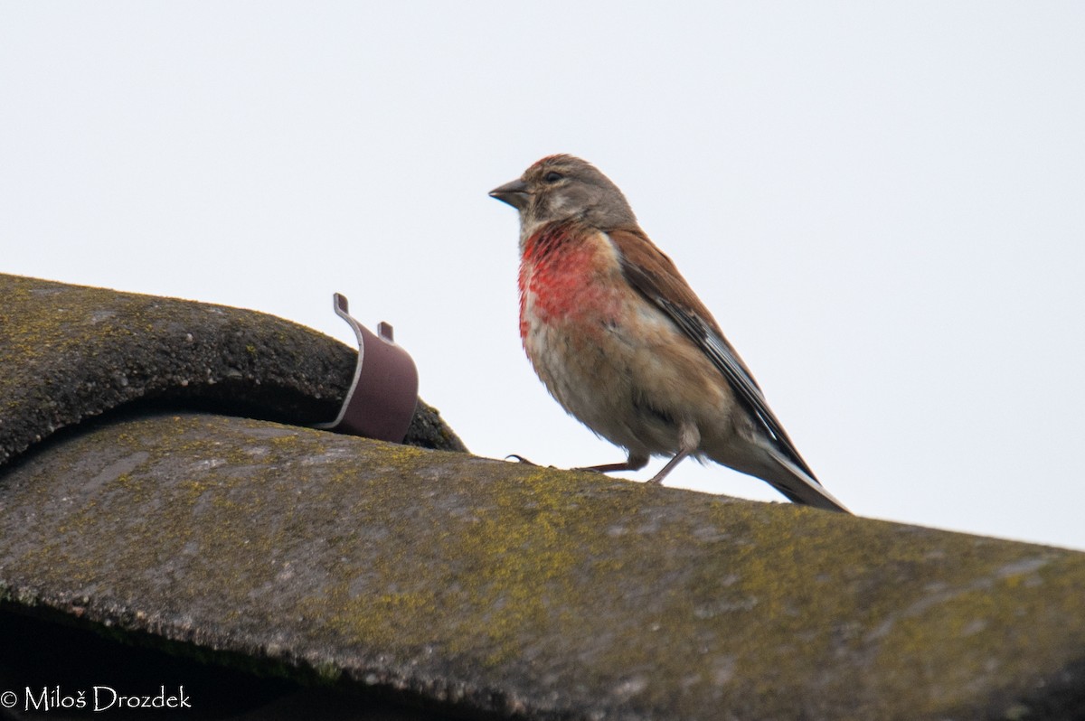 Eurasian Linnet - ML620830527