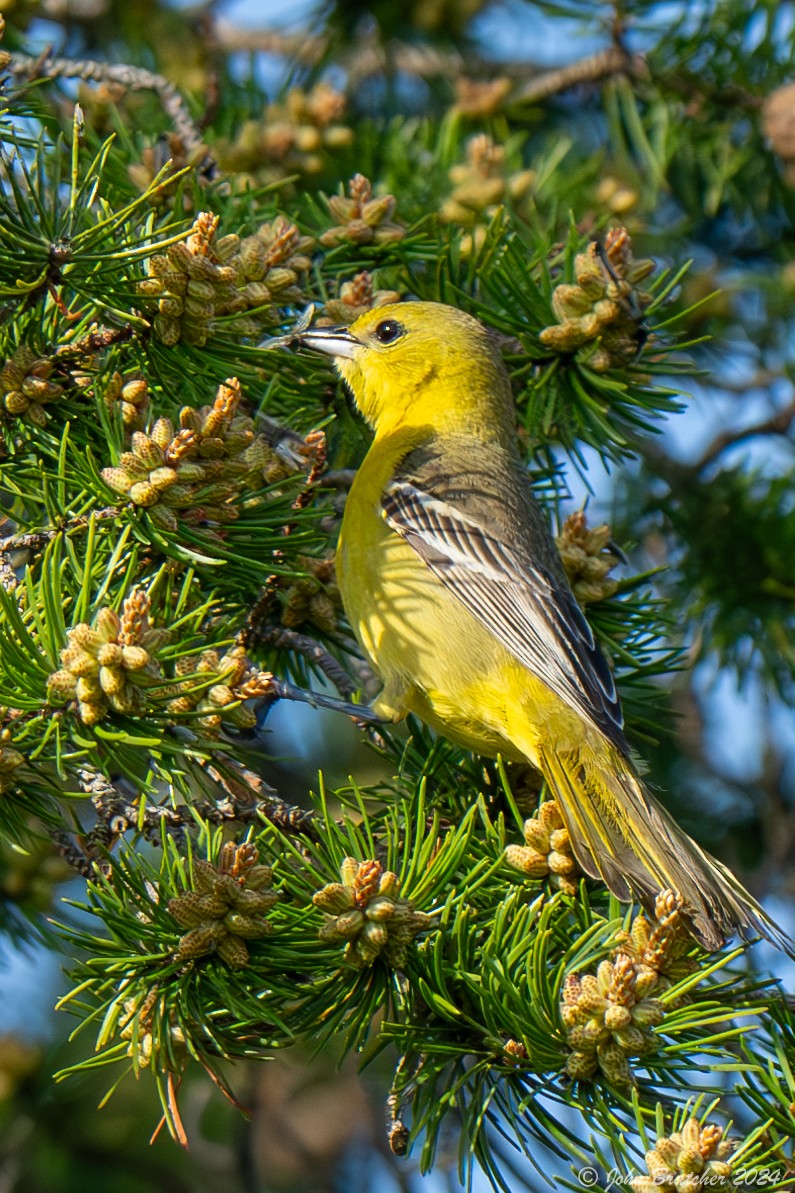 Orchard Oriole - ML620830529