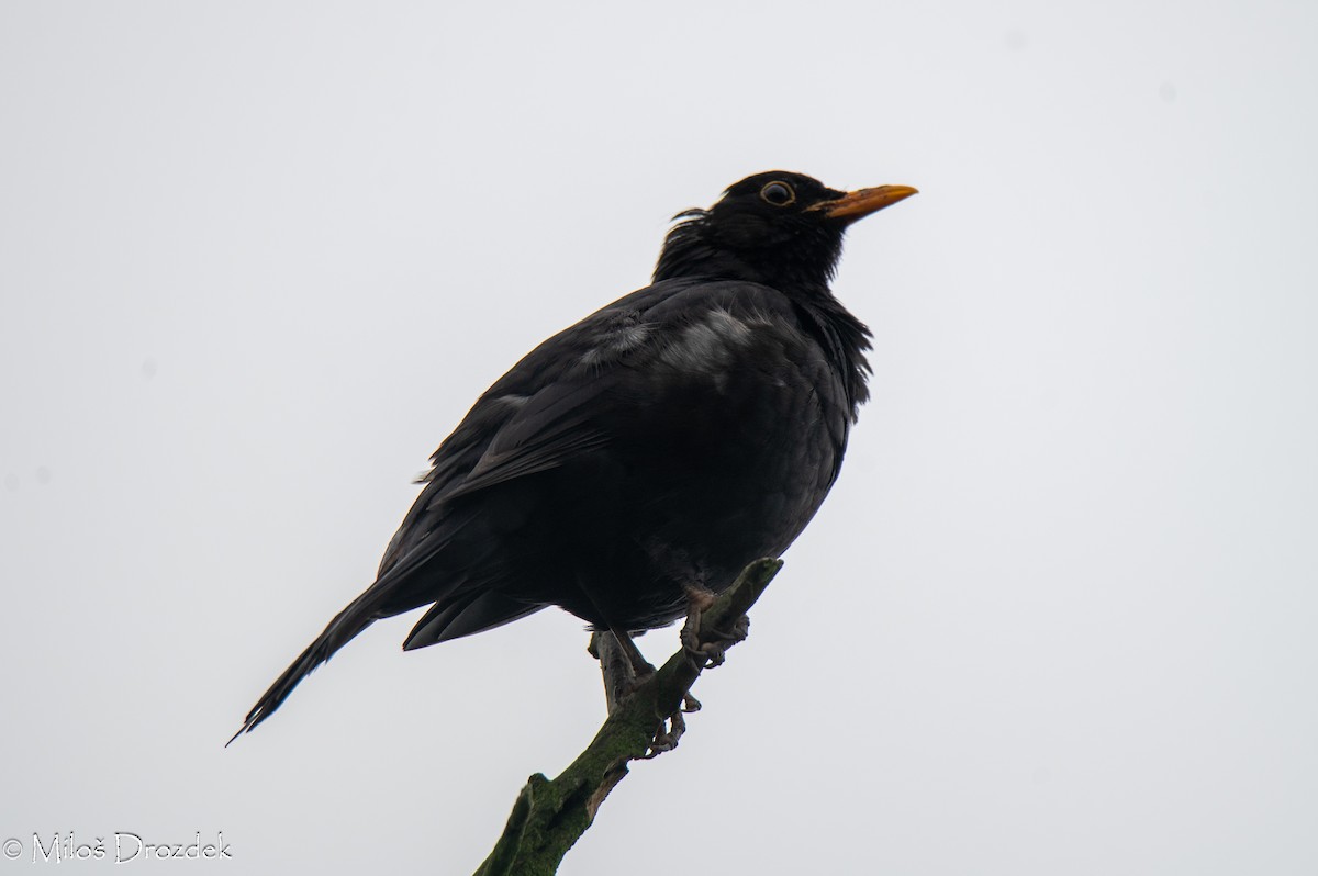 Eurasian Blackbird - ML620830530