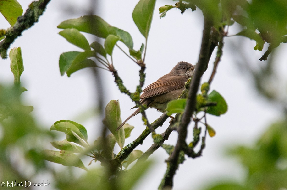 Greater Whitethroat - ML620830531