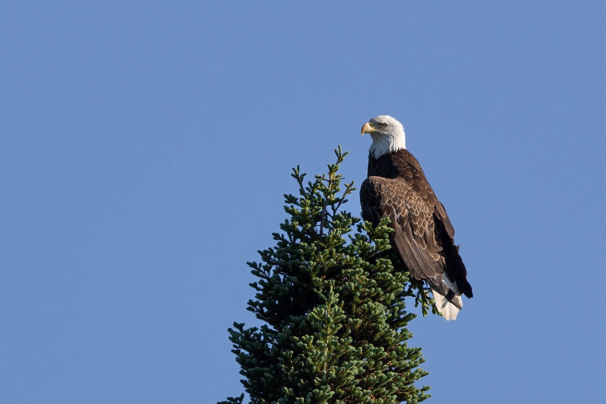 Bald Eagle - ML620830532