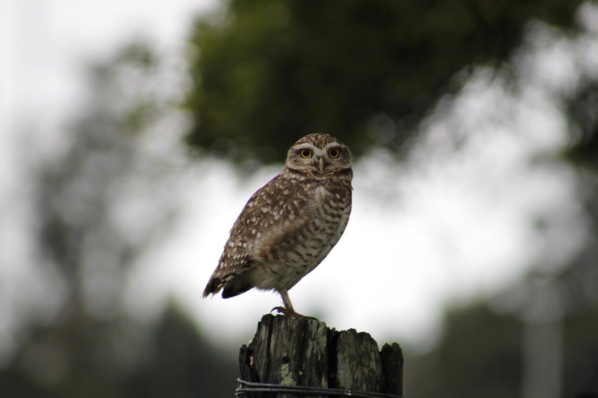 Burrowing Owl - ML620830533