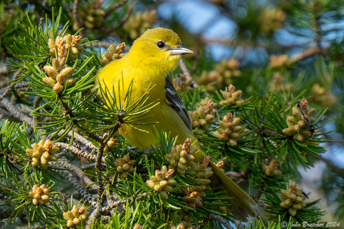 Orchard Oriole - ML620830534