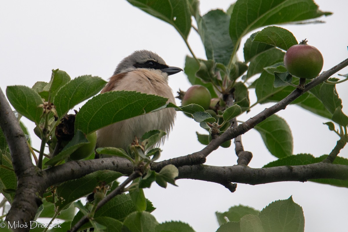 Red-backed Shrike - ML620830535