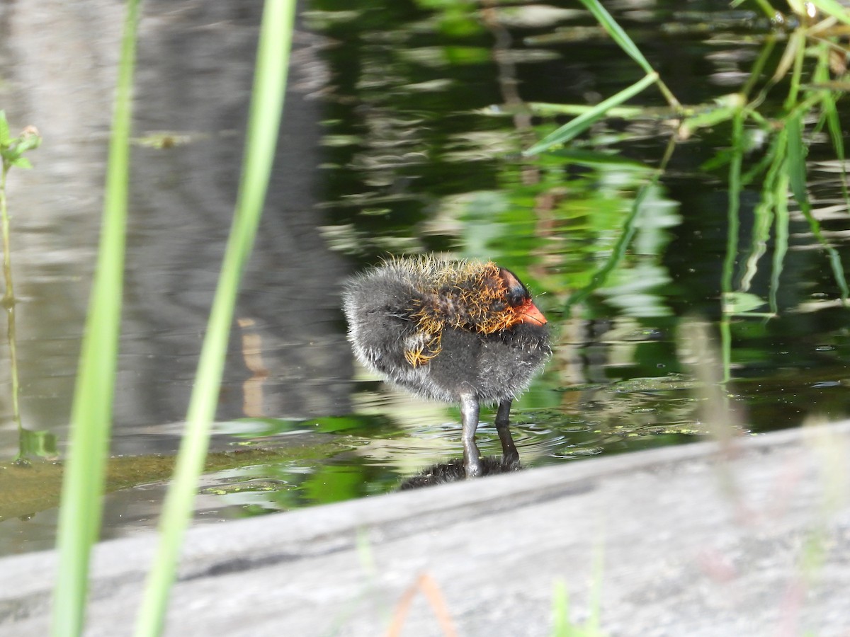 American Coot - ML620830537