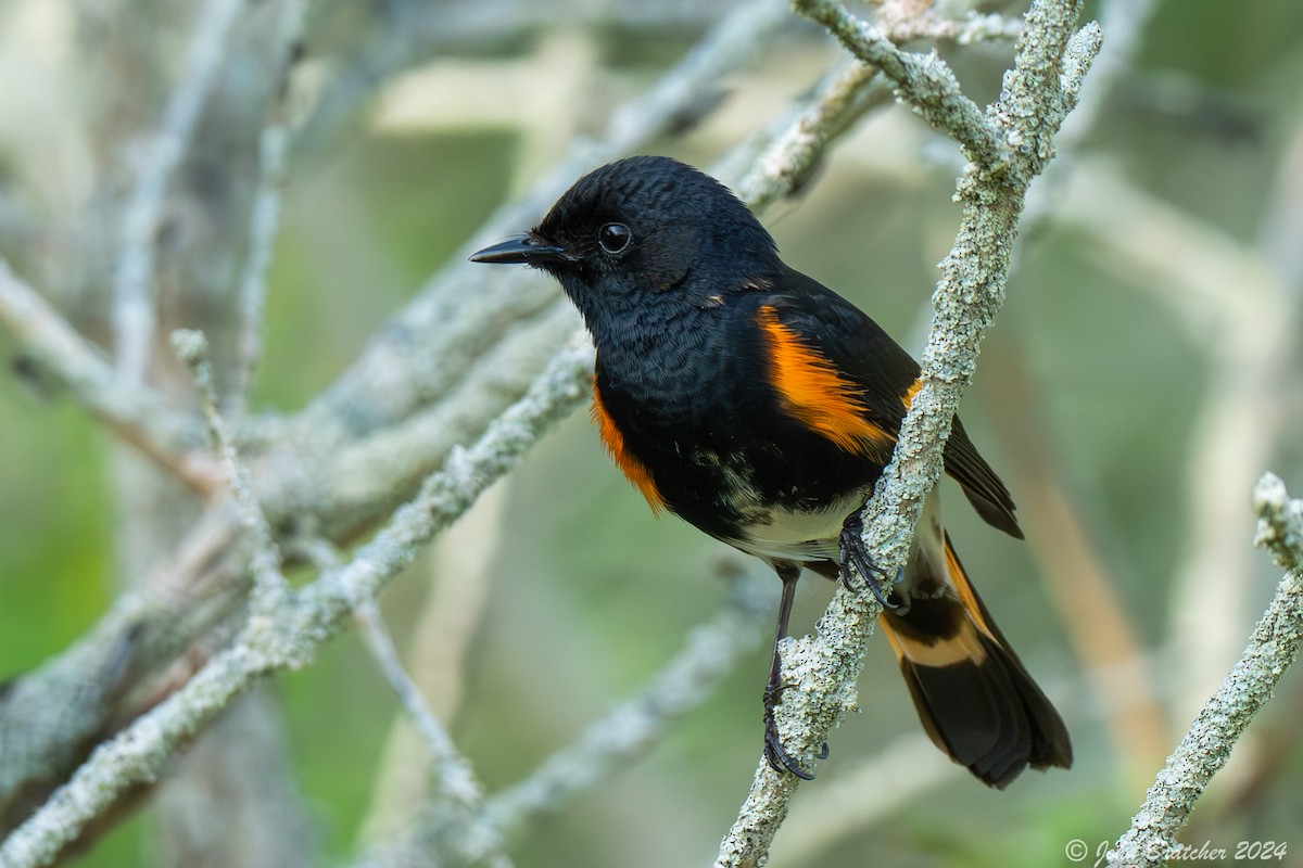 American Redstart - ML620830538