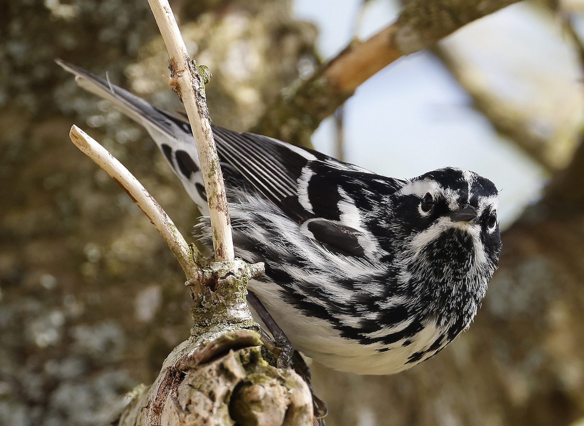 Black-and-white Warbler - ML620830542