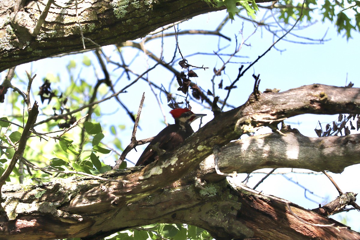 Pileated Woodpecker - ML620830545