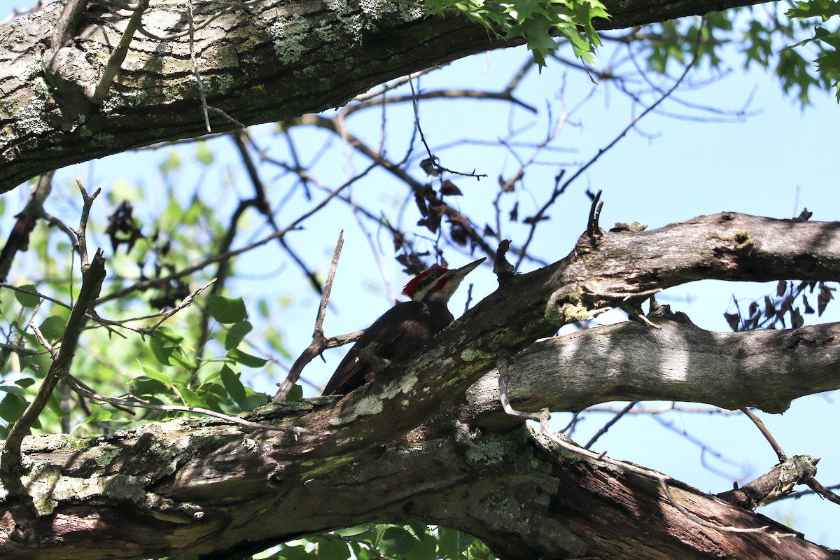Pileated Woodpecker - ML620830546