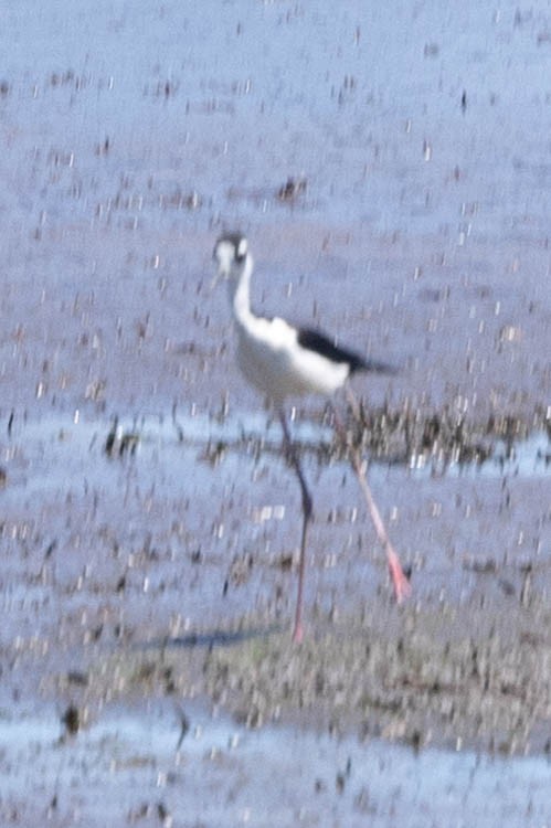 Black-necked Stilt - ML620830548