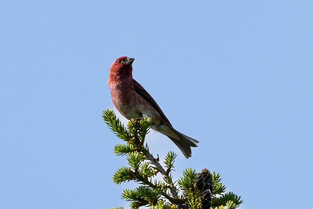 Purple Finch - ML620830558