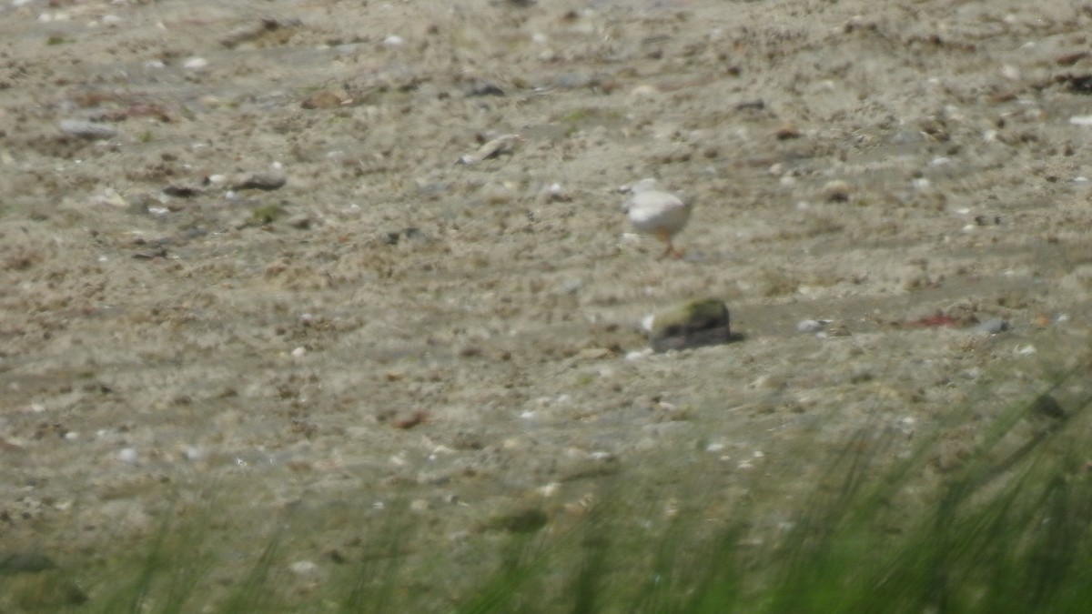 Piping Plover - ML620830567