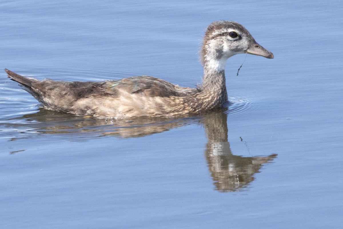 Wood Duck - ML620830568