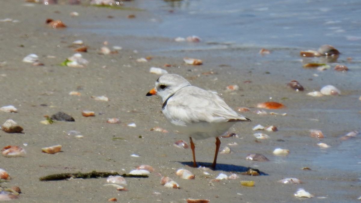 Piping Plover - ML620830573