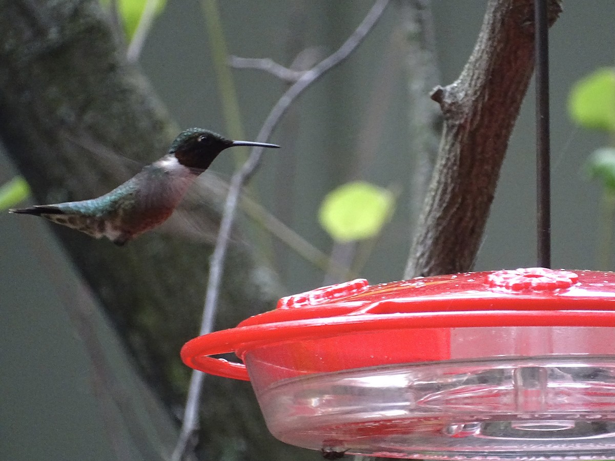 Ruby-throated Hummingbird - ML620830574