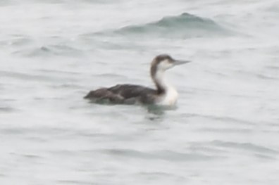 Pacific Loon - ML620830577