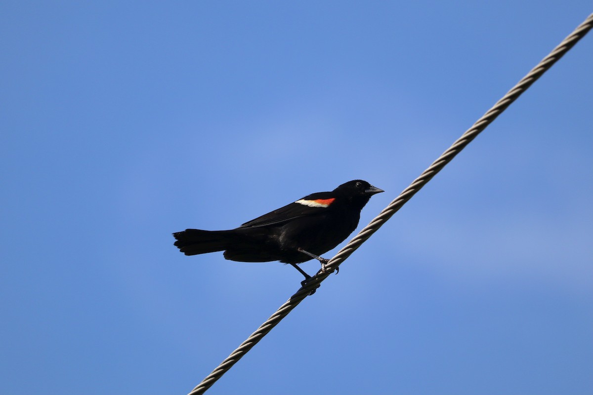 Red-winged Blackbird - ML620830584