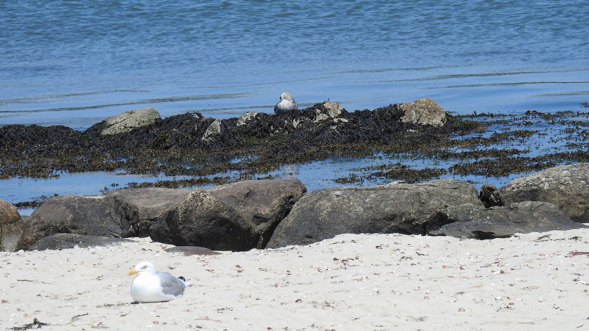 Herring Gull - ML620830587