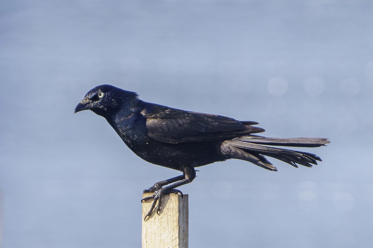 Common Grackle - ML620830588