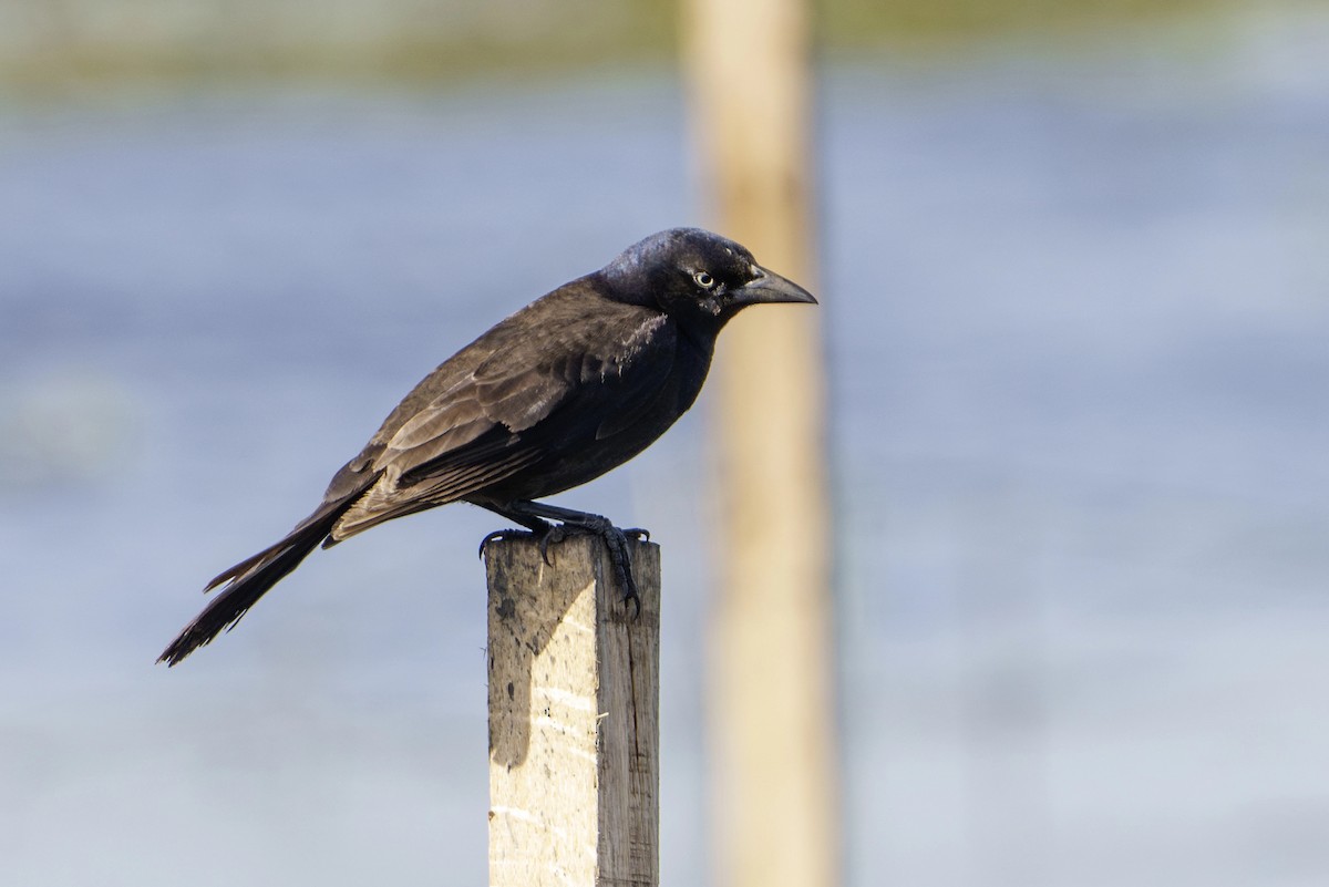 Common Grackle - ML620830589