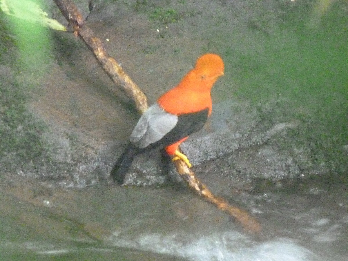 Andean Cock-of-the-rock - ML620830590