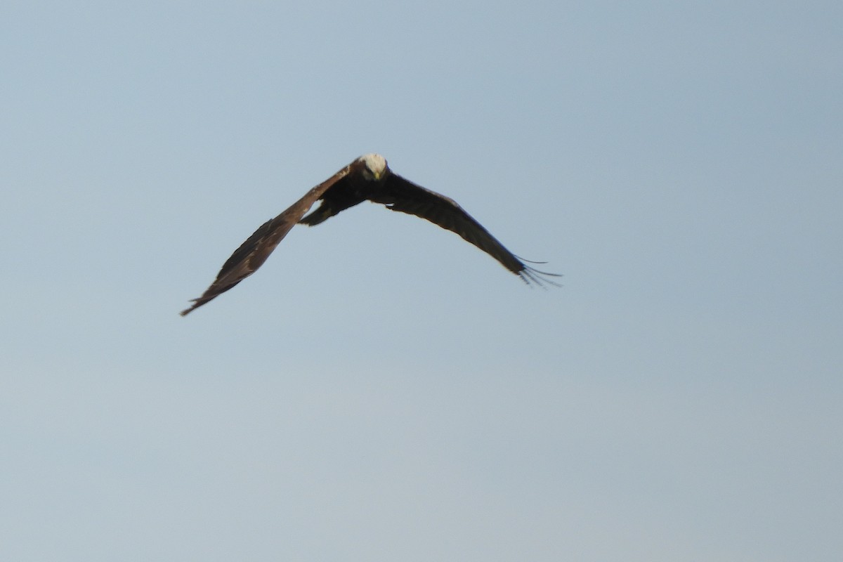 Western Marsh Harrier - ML620830593