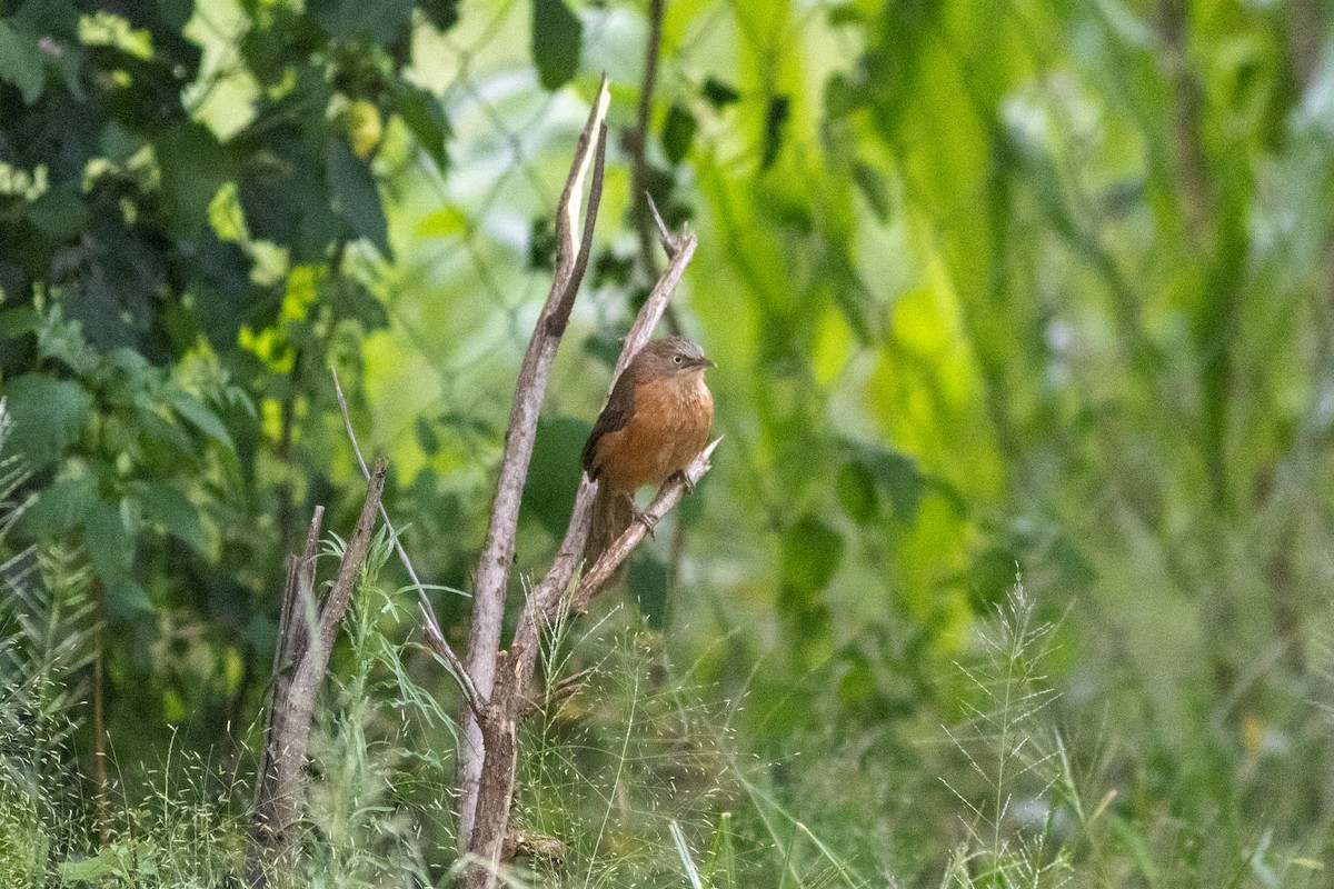 Rufous Chatterer - Edward Jenkins