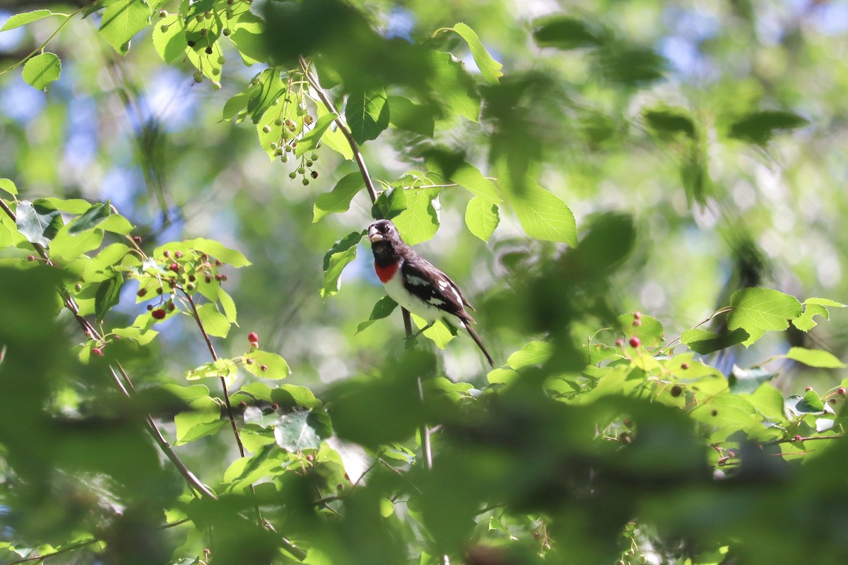 Rose-breasted Grosbeak - ML620830595