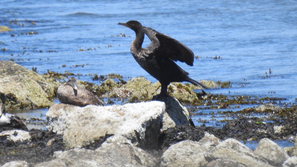 Double-crested Cormorant - ML620830596