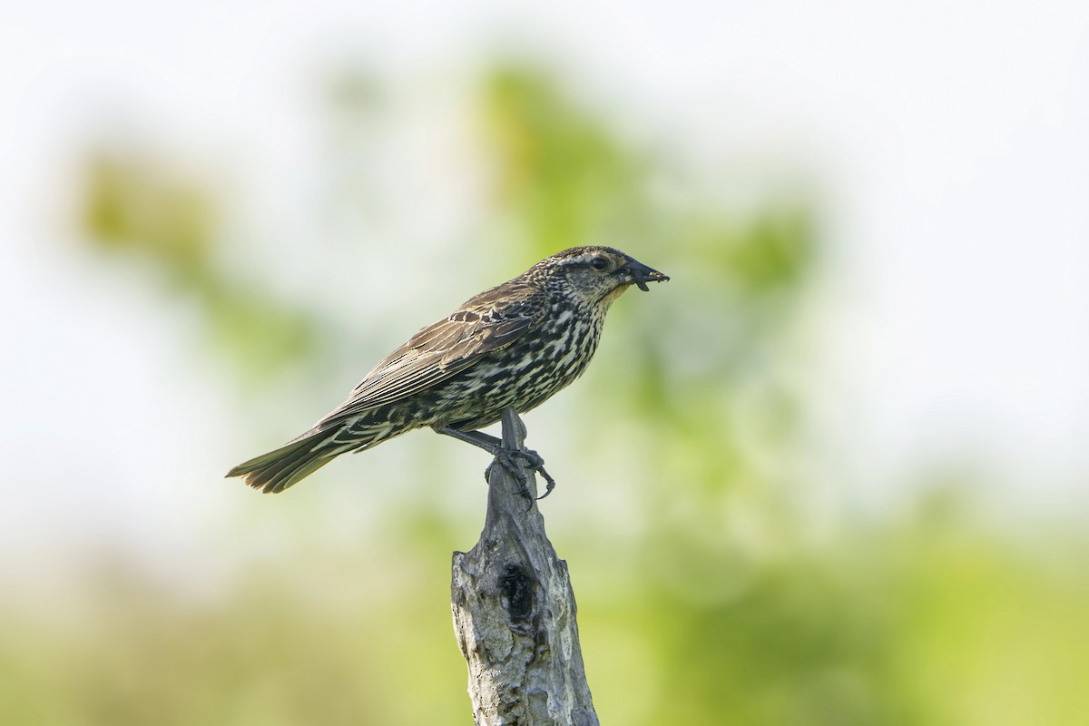 Red-winged Blackbird - ML620830597