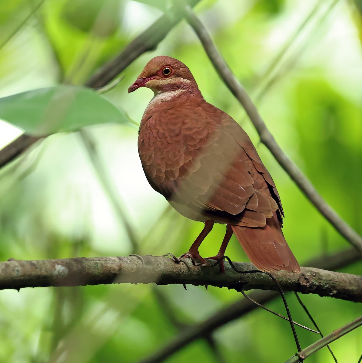 Ruddy Quail-Dove - ML620830598