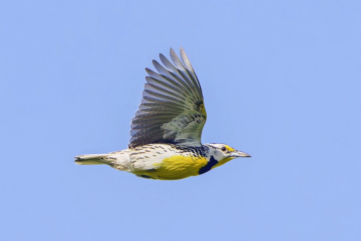 Eastern Meadowlark - ML620830600