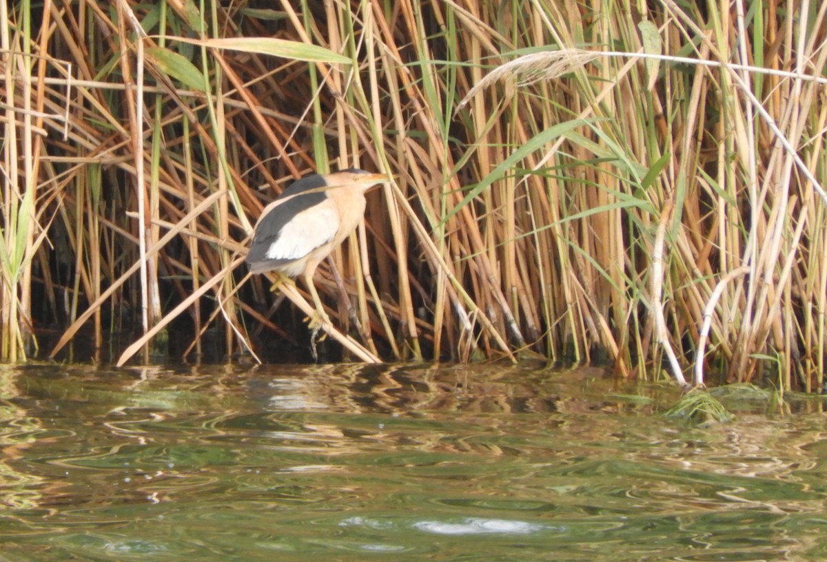 Little Bittern - ML620830602