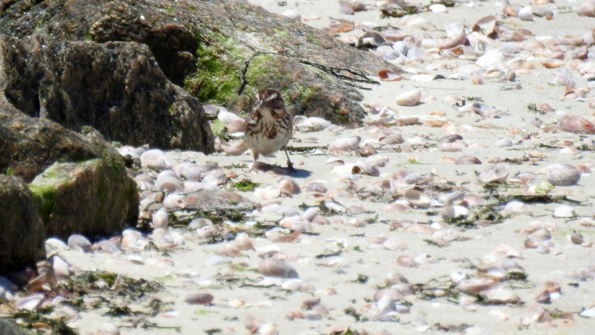 Song Sparrow - ML620830608