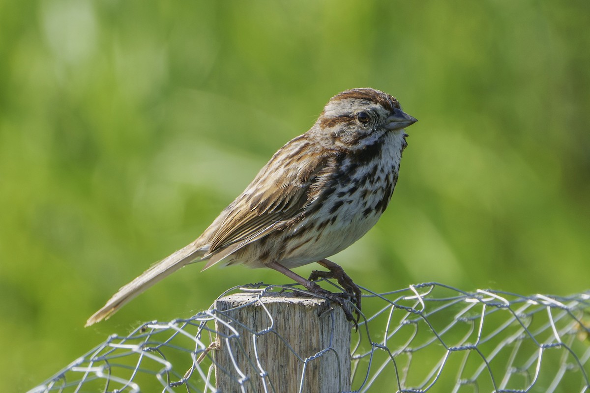 Song Sparrow - Mike Losacco