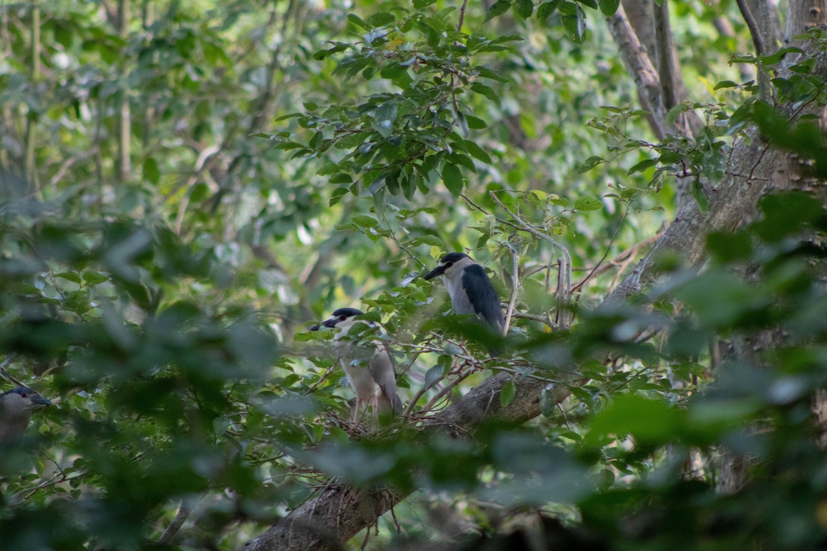 Black-crowned Night Heron - ML620830612