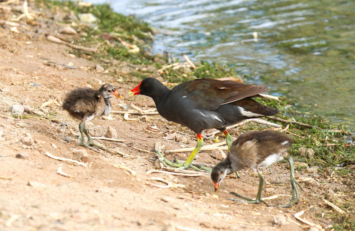 Common Gallinule - ML620830614