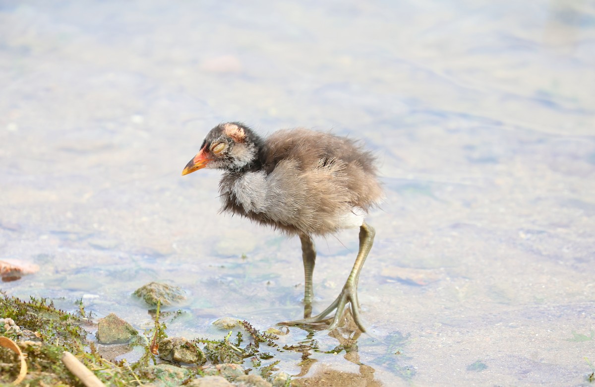 Common Gallinule - Jill Casperson