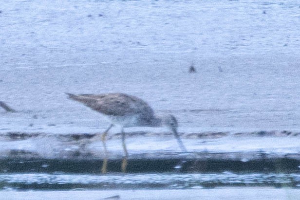 Greater Yellowlegs - Allan Spradling