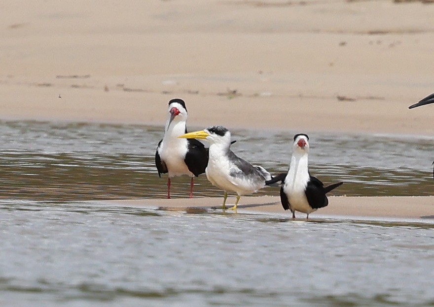 Large-billed Tern - ML620830622